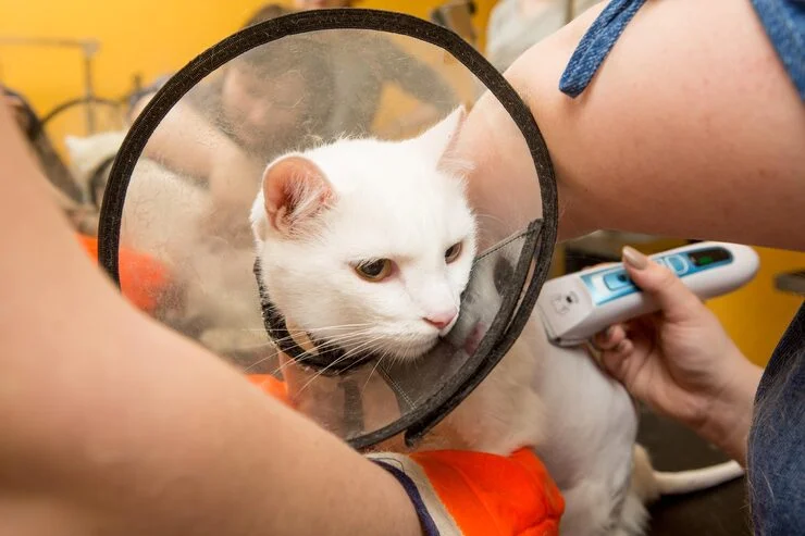 10 Best Ways to Prevent Fleas and Ticks in Cats