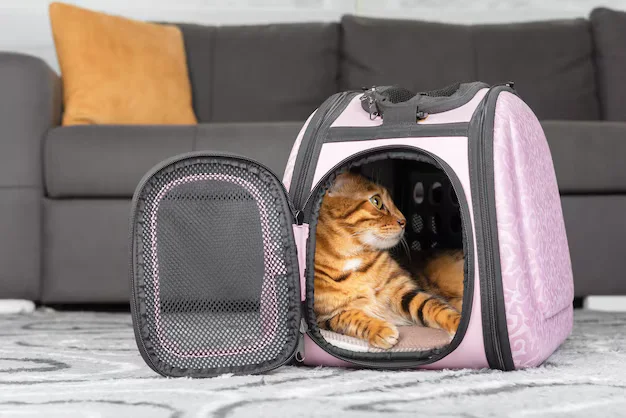 Best Cat Backpacks for Safe and Comfortable Travel