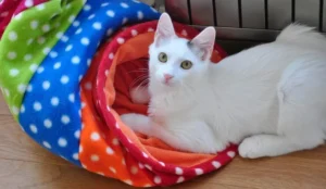  Best Cat Beds for Comfortable and Restful Sleep