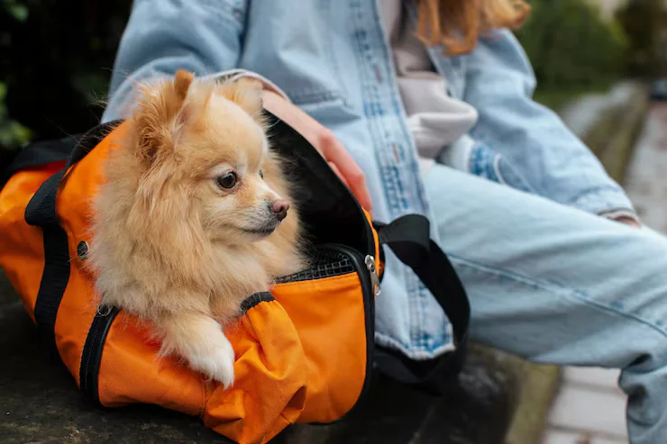 How to Choose the Right Cat Backpack for Your Pet