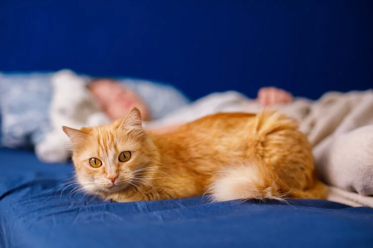 How to Create a Stress-Free Environment for Indoor Cats