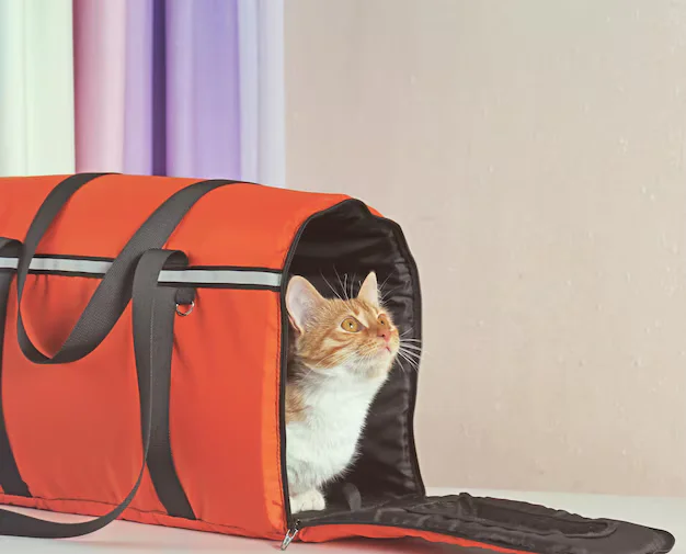 Preparing Your Cat for Their First Backpack Trip