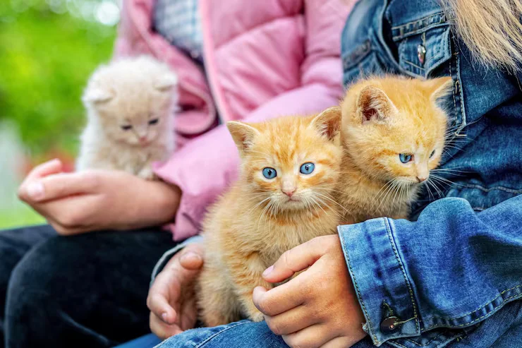 Tips for Raising a Well-Behaved Kitten