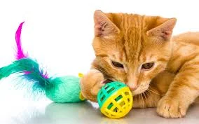 Top Cat Toys to Keep Indoor Cats Active