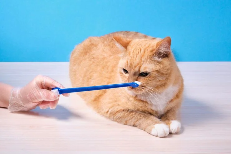 How to Maintain Your Cat’s Dental Health at Home