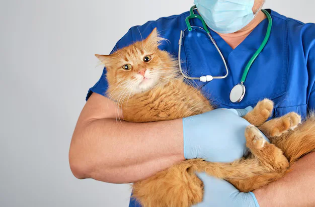 Key Signs of Illness in Cats and When to See a Vet