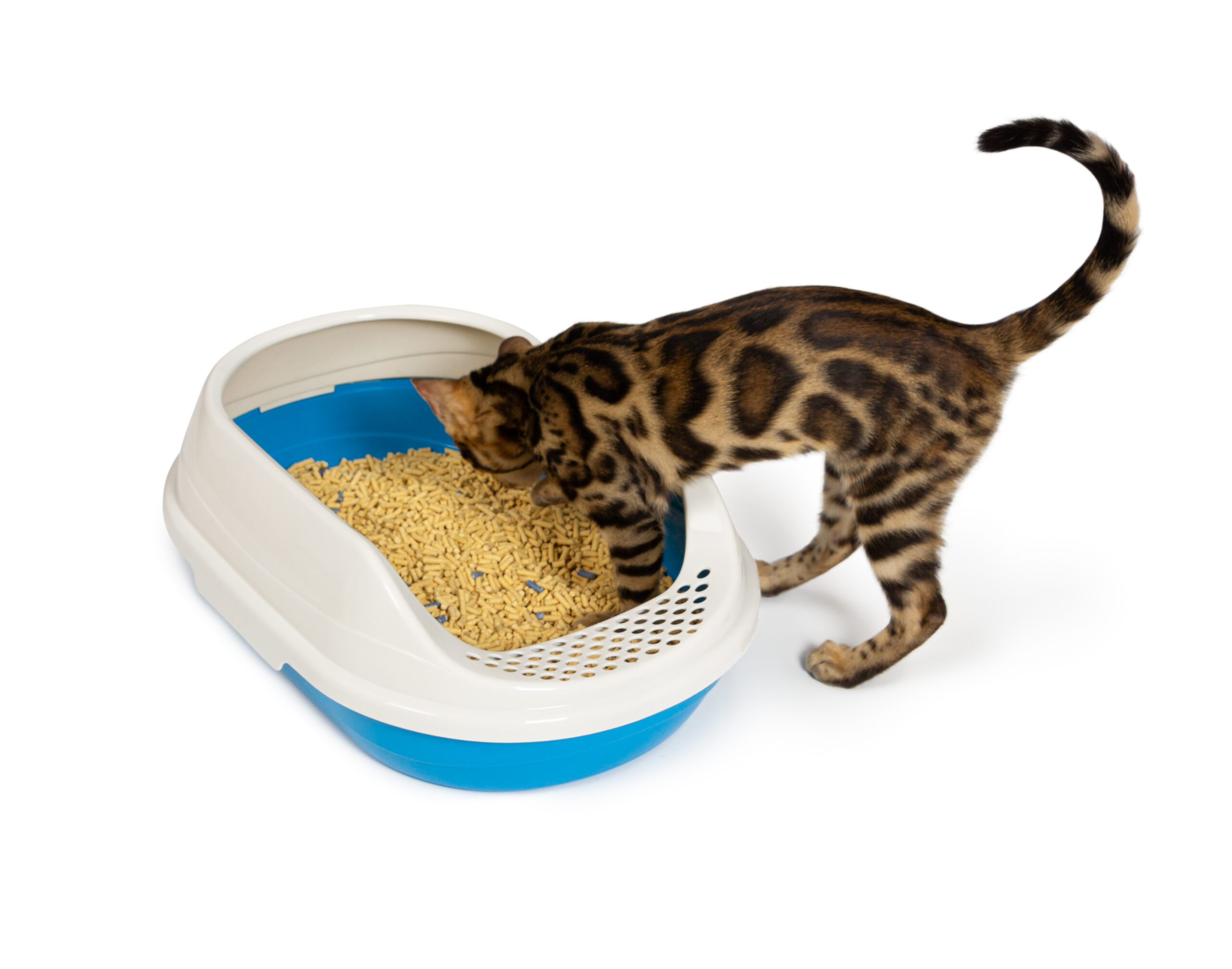 You’re Setting Up Your Litter Box All Wrong! 9 4 month old bengal kitten goes to the toilet in pl 2025 01 08 05 00 07 utc scaled