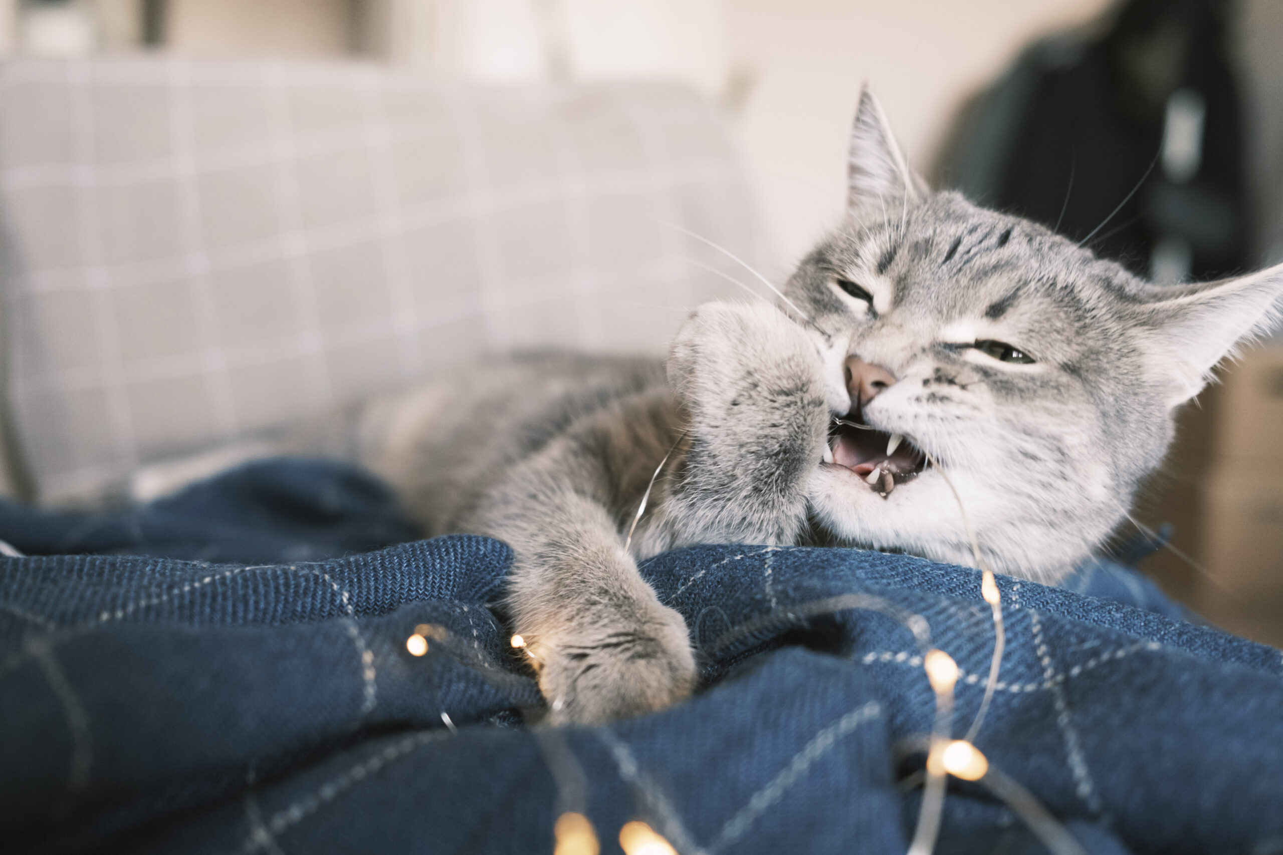 14 Things You Do That Hurt Your Cat You Must Stop Doing! 5 a domestic striped gray cat lies on the sofa and p 2024 10 17 13 57 59 utc scaled