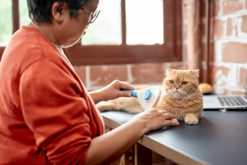 Best Toys for Indoor Cats (Mental & Physical Stimulation) 2 asian senior elderly woman brushing domestic cat s 2025 03 25 18 24 13 utc