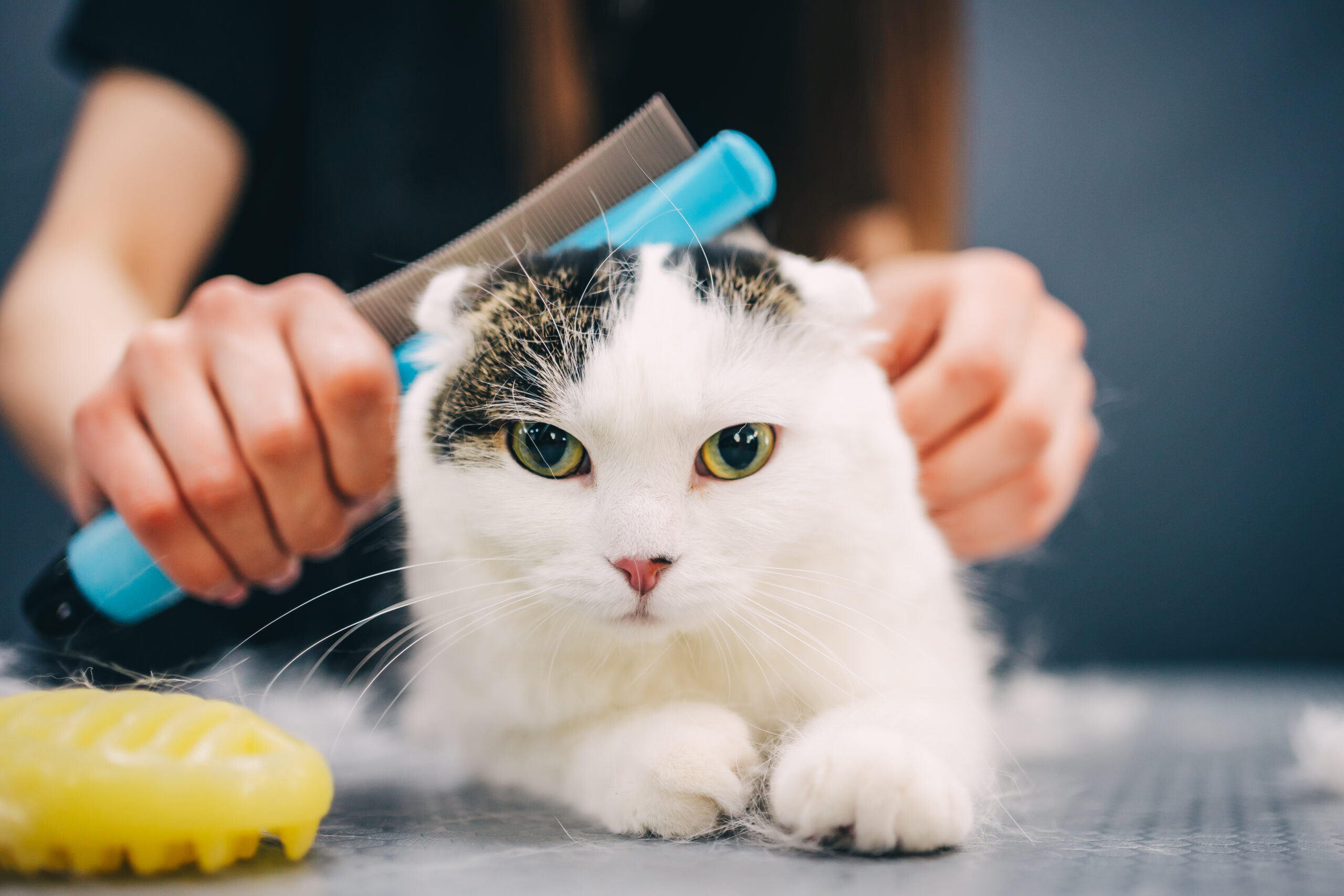 Why Regular Grooming Helps Prevent Common Cat Health Problems 1 combing a cat 2025 03 08 17 23 48 utc scaled