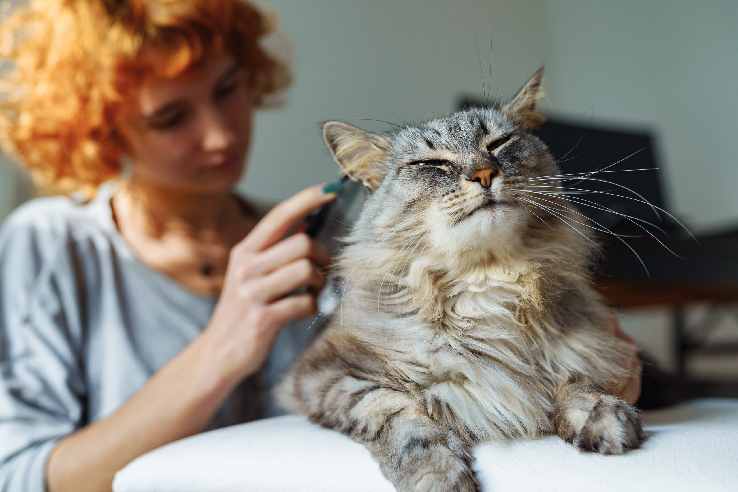 A Hilarious Guide to Cat Care and Grooming Tips 4 domestic cat grooming 2025 03 09 15 32 25 utc scaled