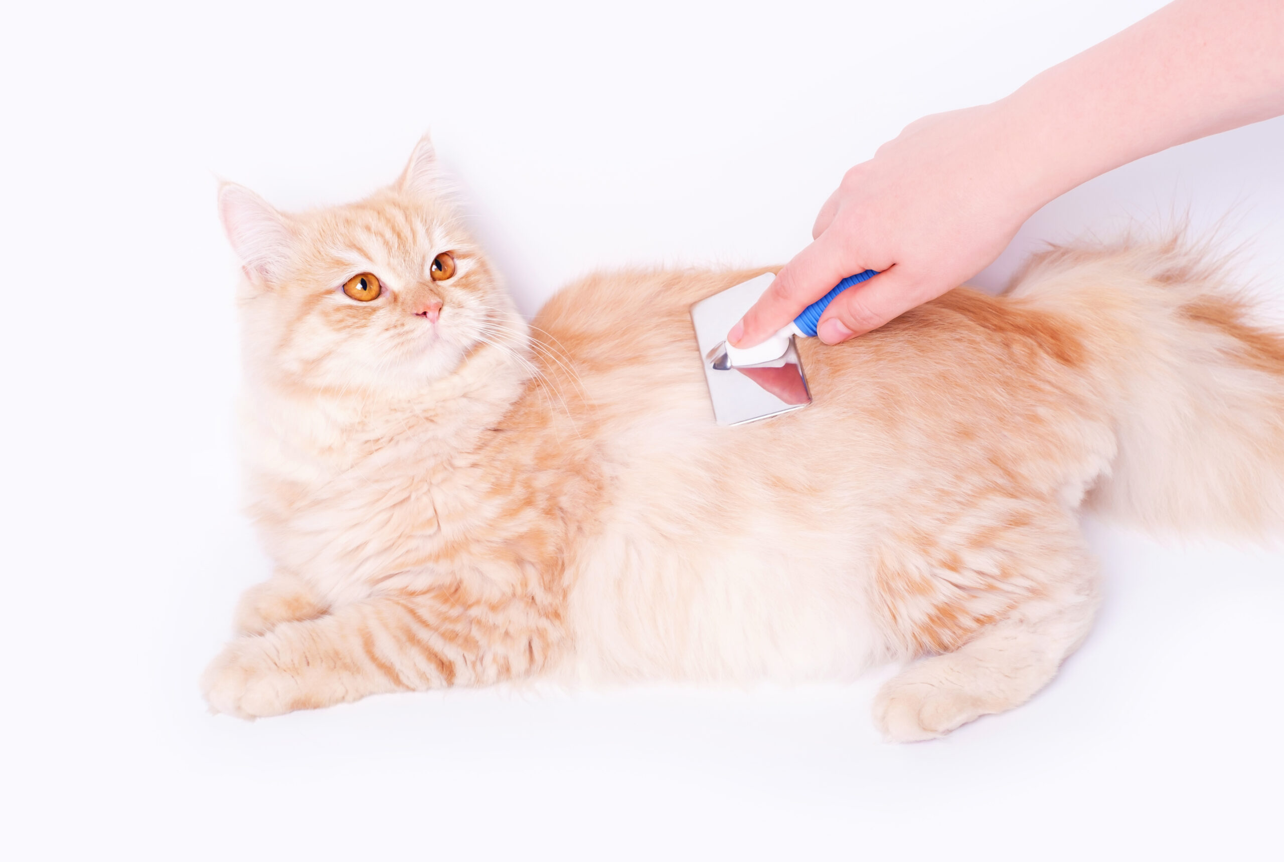 Cat Grooming Basics: How Proper Hygiene Keeps Your Cat Healthy 5 female hand combs a fluffy ginger cat with brush o 2026 01 07 00 22 23 utc scaled