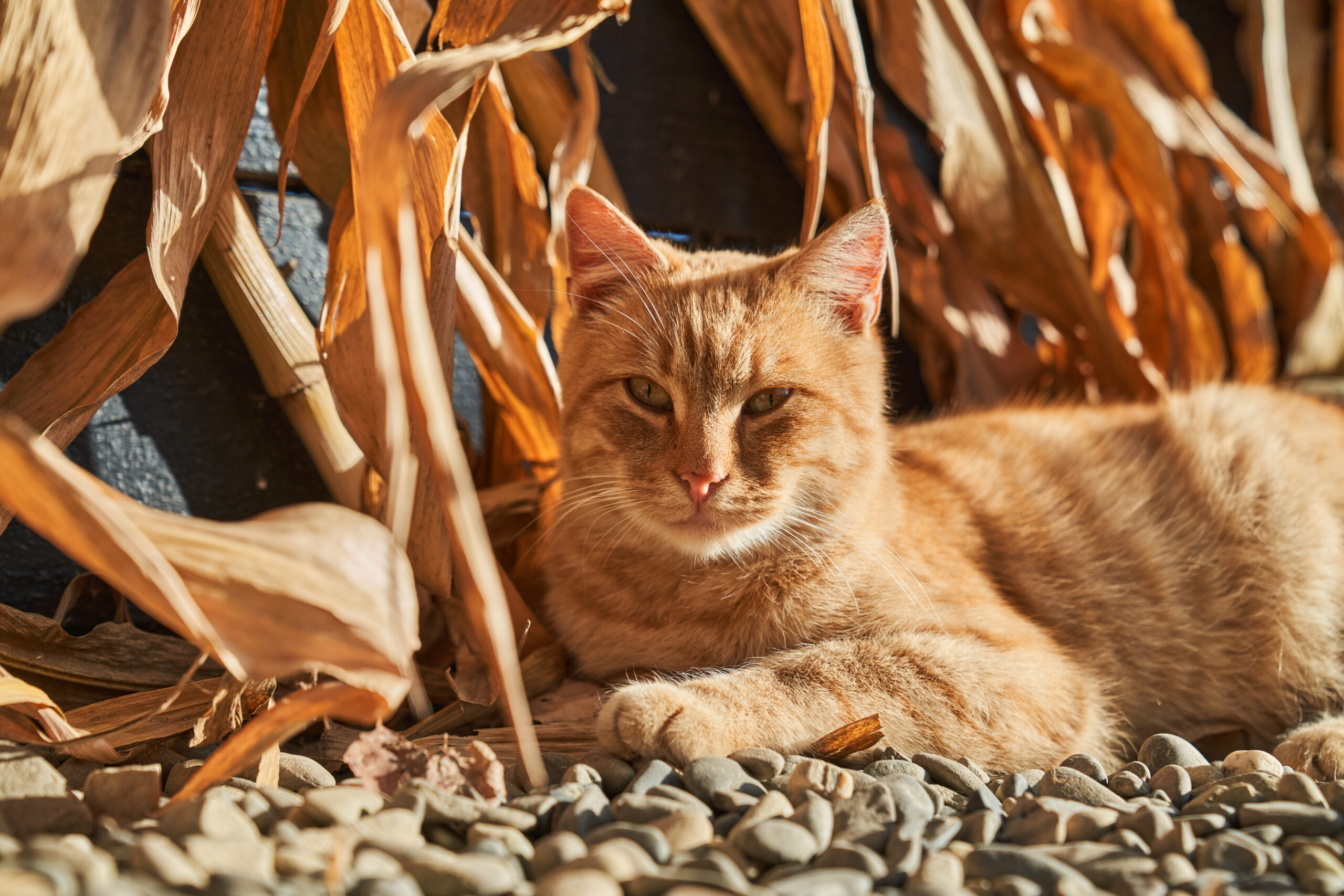 ginger cat resting amongst corn fields 2025 03 25 22 33 25 utc scaled