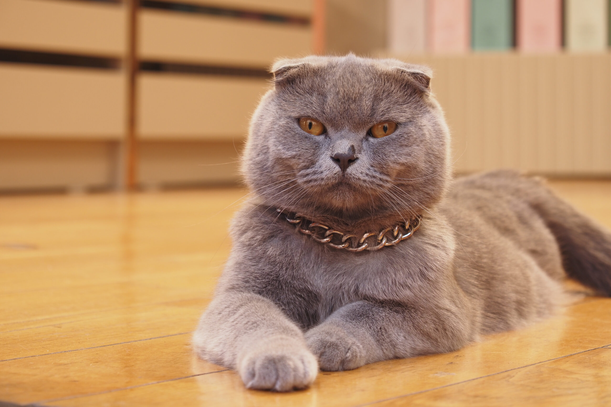 12 Warning Signs Your Cat Is Sick or In Pain 8 gray cat with distinctive ears lounges indoors on 2025 03 30 17 52 51 utc scaled