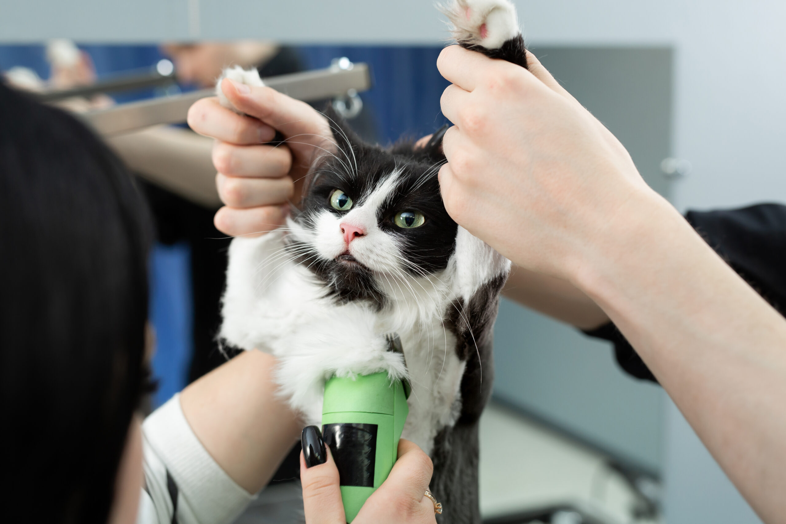 Why Cats Meow So Much: What Excessive Meowing Really Means 7 grooming master cuts and shaves a cat cares for a 2026 01 07 02 27 30 utc scaled