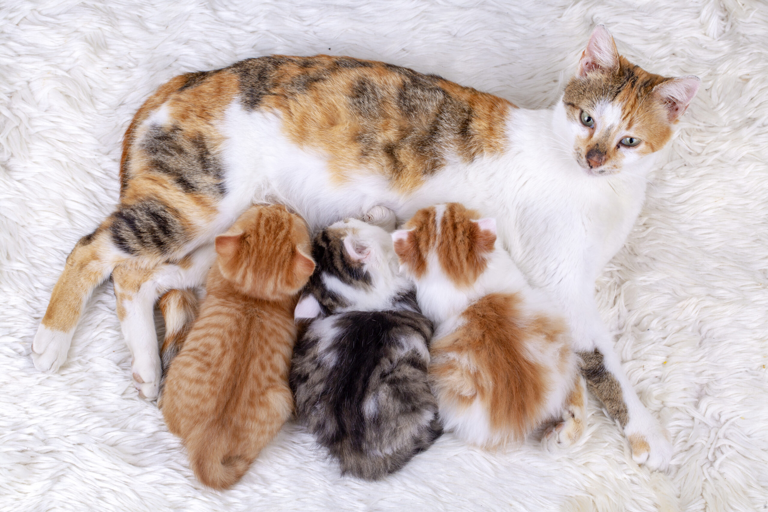 pet animal cute kitten baby cat and mother cat 2025 03 25 00 11 42 utc scaled