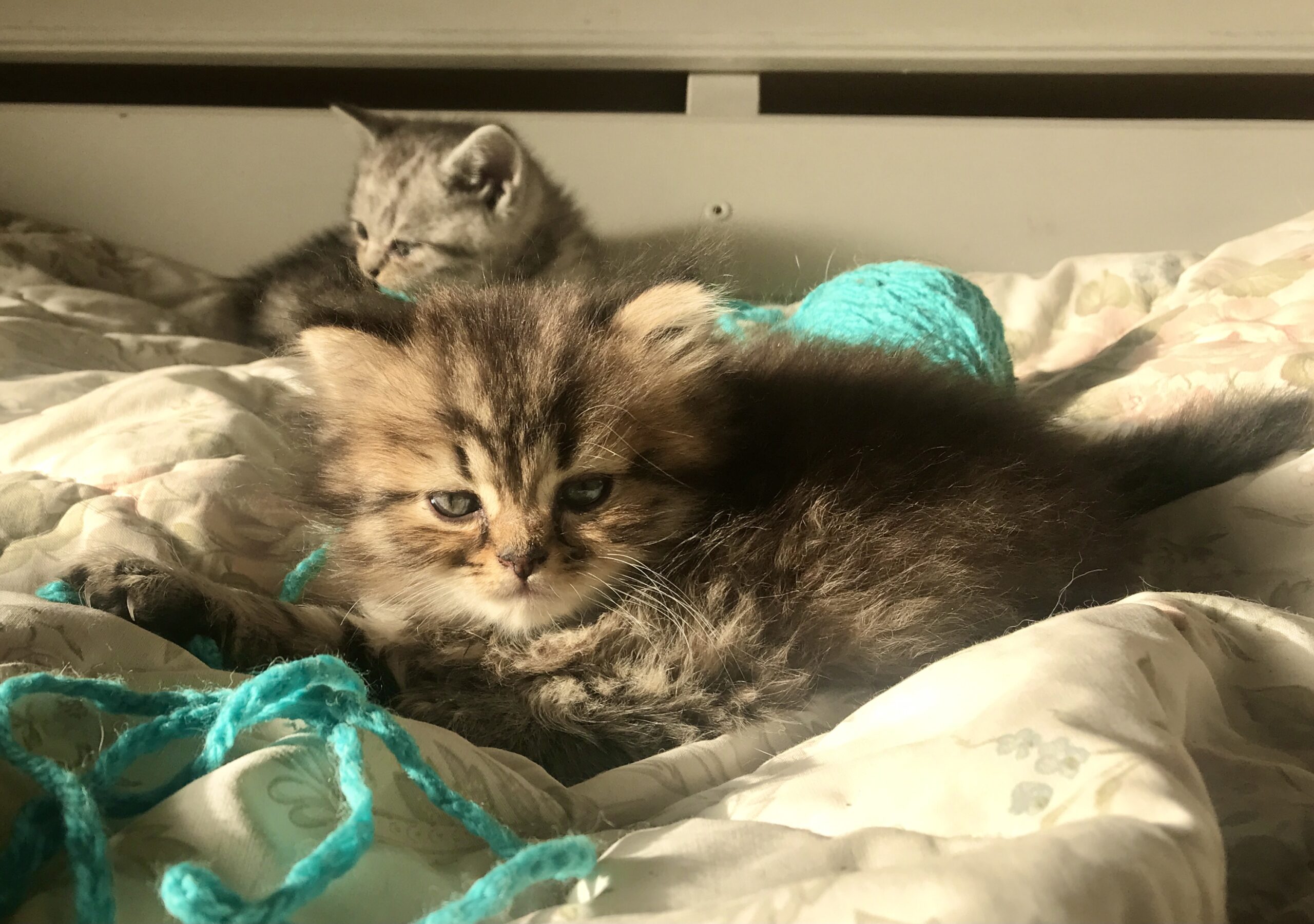 Why Do Cats Purr? The Shocking Truth About What Different Purrs Really Mean