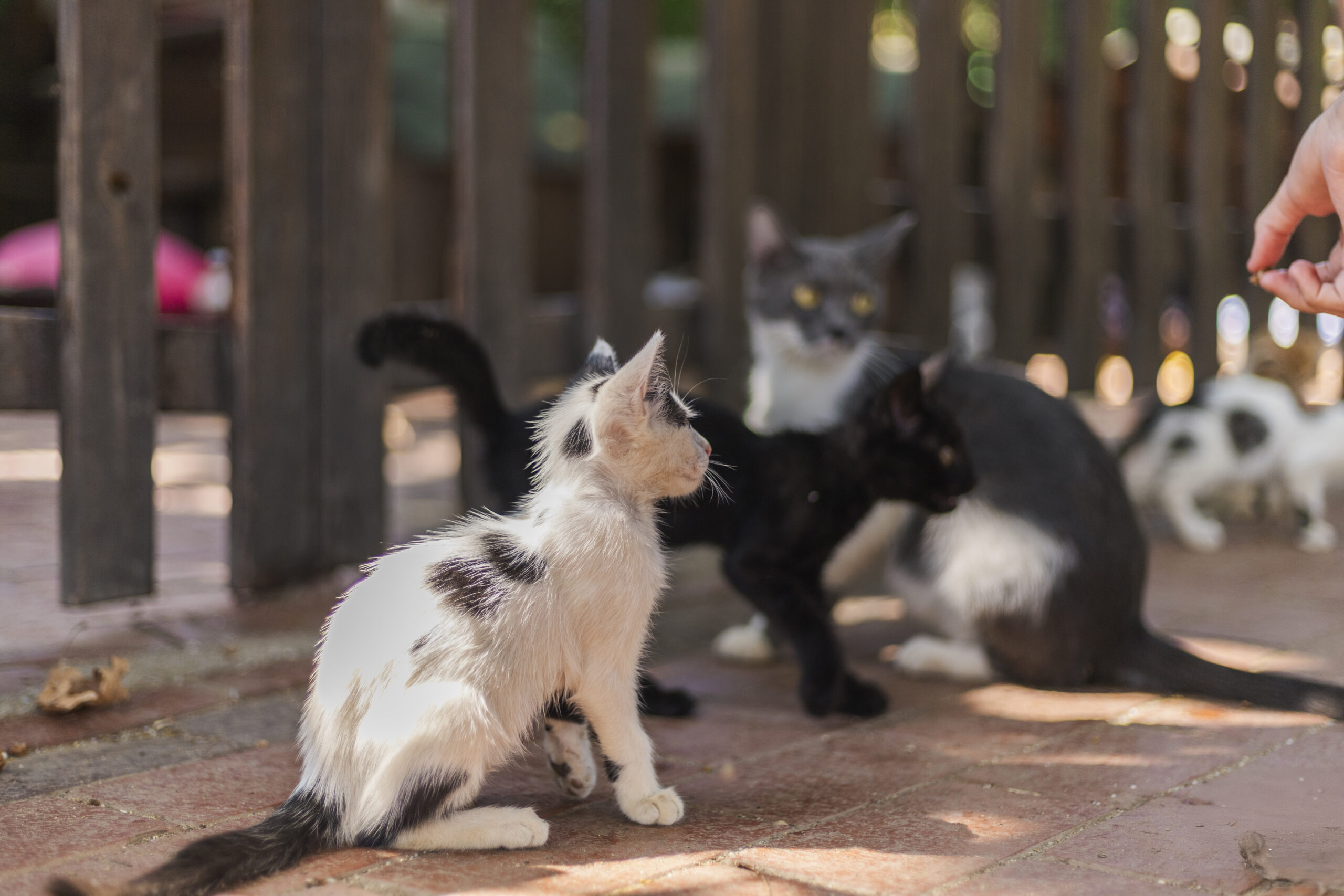 How to Choose Safe and Reliable Products for Your Cat 13 several kittens explore a bright outdoor area cur 2025 10 08 13 14 24 utc scaled