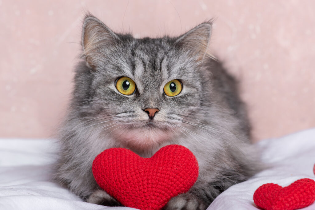 Support Us 1 the cat lies with a red knitted heart on a pink ba 2025 01 08 00 03 17 utc
