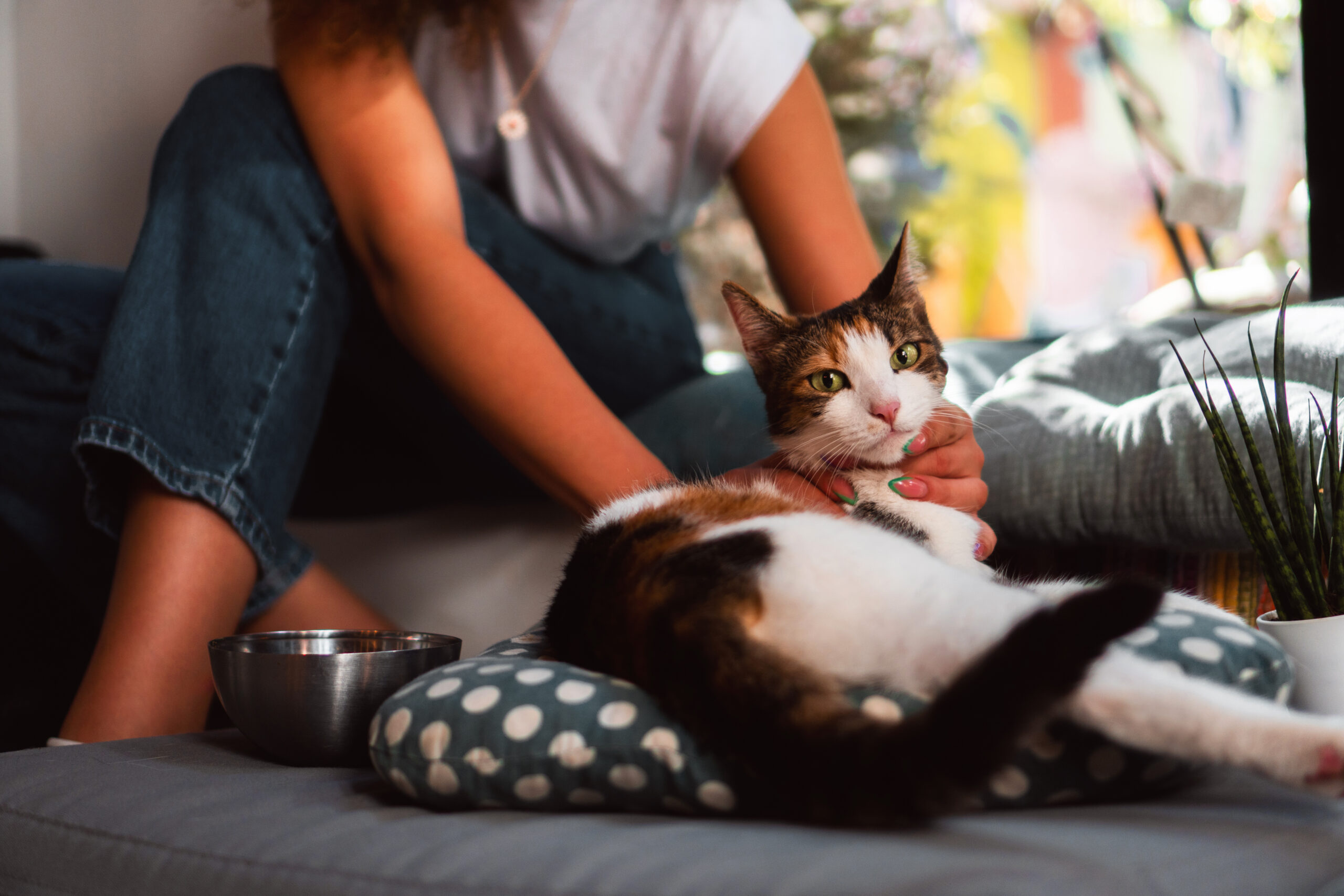 Best Toys for Indoor Cats (Mental & Physical Stimulation) 1 Best Toys for Indoor Cats (Mental & Physical Stimulation)