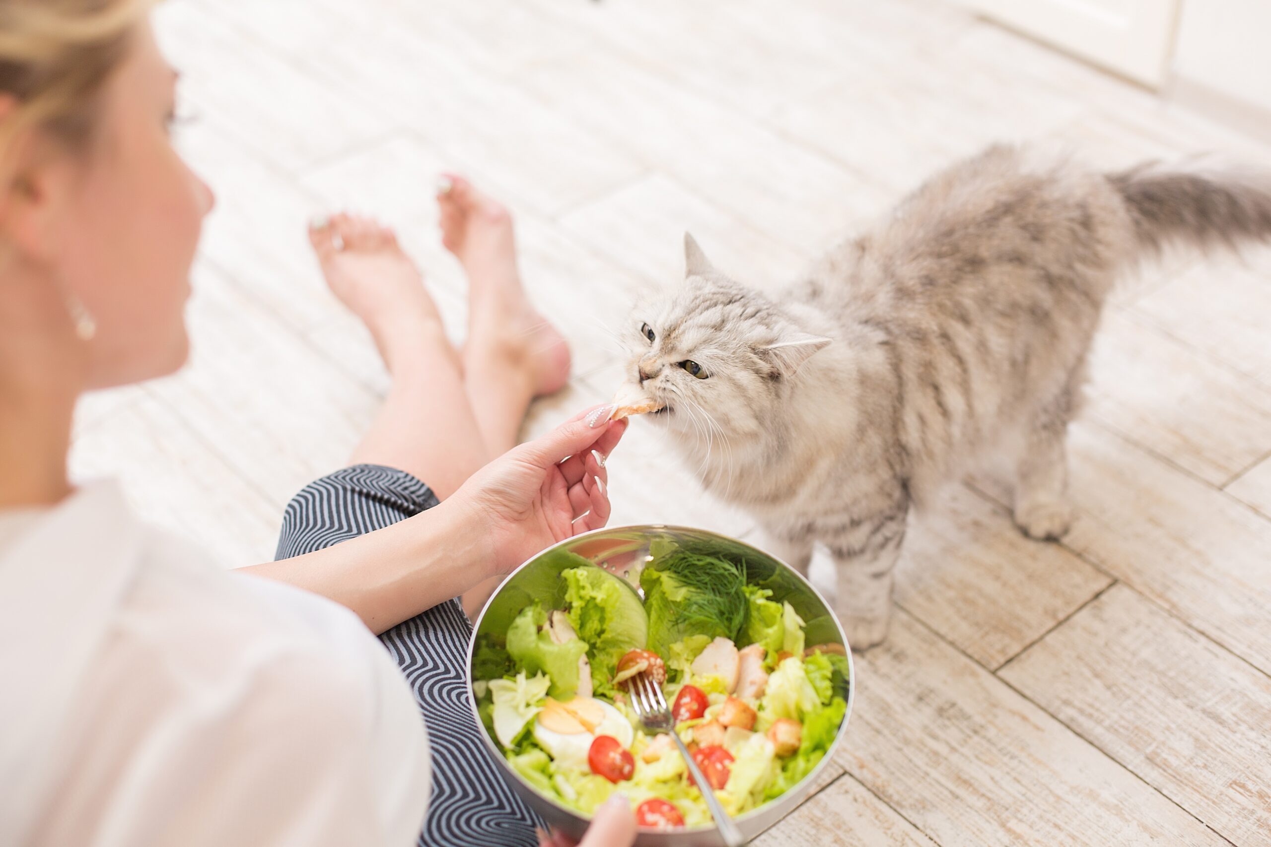woman eats salad feeds the cat cat asks for food 2025 01 09 01 10 58 utc scaled